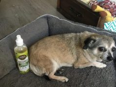 DogTime Review: Is Earth Animal’s Flea And Tick Protection An Effective Natural Alternative?By Maggie Clancy