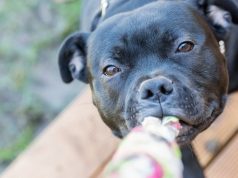 International Tug-Of-War Day: Is It Safe For Dogs To Play Tug-Of-War?By Ian Dunbar