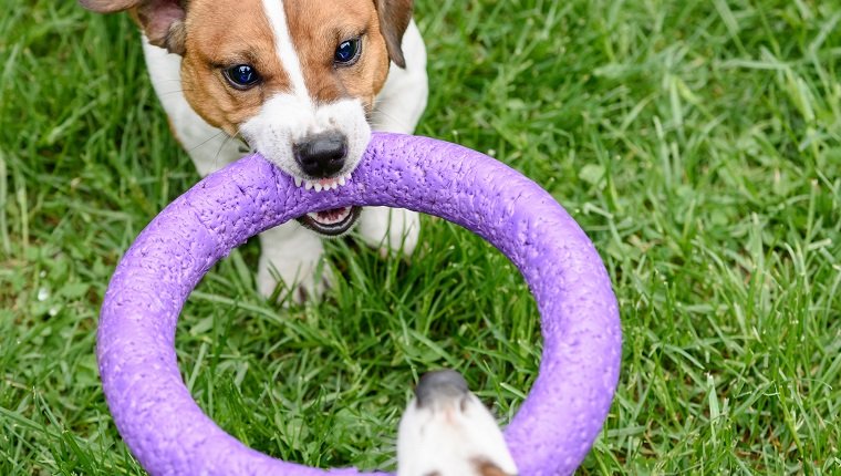 International Tug-Of-War Day: Is It Safe For Dogs To Play Tug-Of-War?By Ian Dunbar