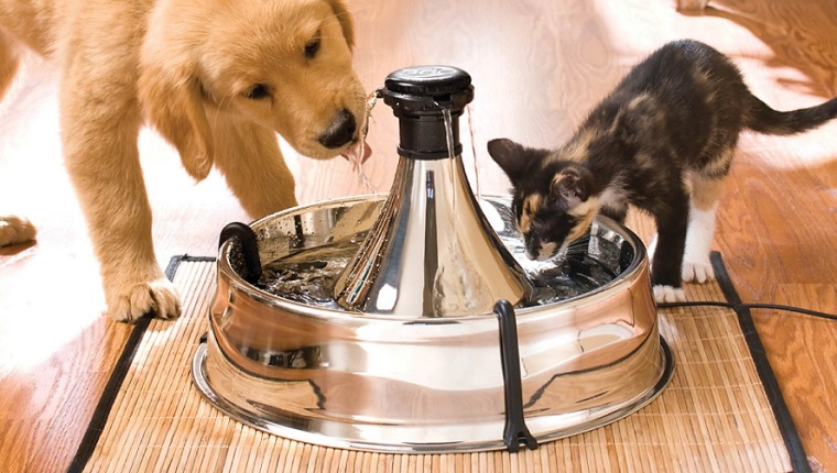 Check Out These Water Fountains To Keep Your Dog Hydrated Through SummerBy Phillip Mlynar