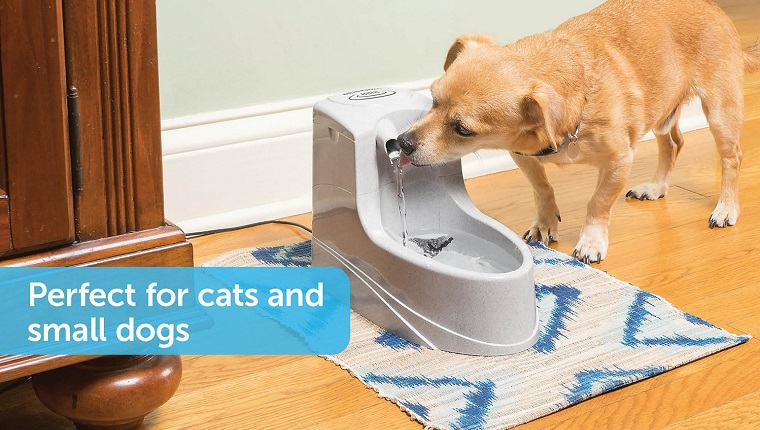 Check Out These Water Fountains To Keep Your Dog Hydrated Through SummerBy Phillip Mlynar