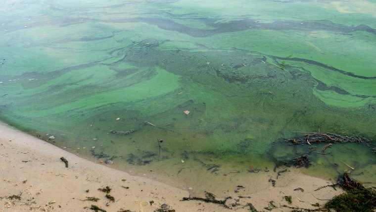 Blue-Green Algae And Dogs: Dangers, Safety Tips, &#038; What To Look ForBy Phillip Mlynar