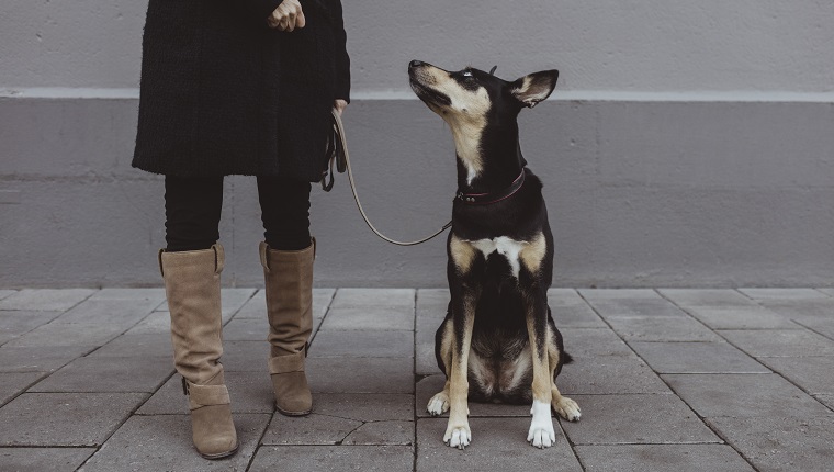 How To Train Your Dog To Jog With You SafelyBy Robert Thomas