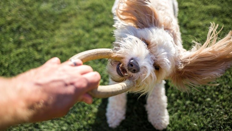 How To Stop Dogs From Destructive ChewingBy DogTime