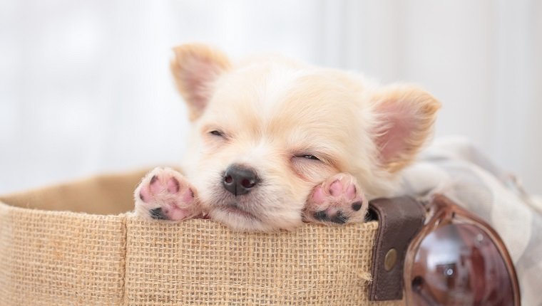 Chihuahua Puppies: Cute Pictures And FactsBy Maggie Clancy