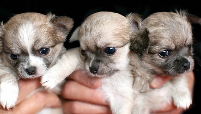 Chihuahua Puppies: Cute Pictures And FactsBy Maggie Clancy