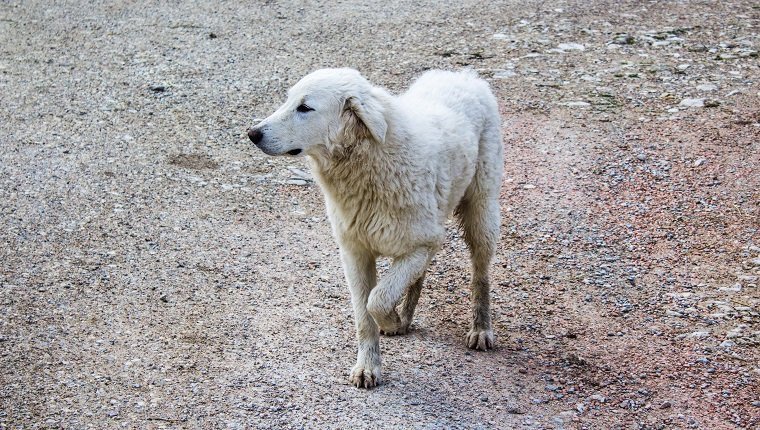 Bone Cancer In Dogs: Symptoms, Causes, &#038; TreatmentsBy Mike Clark