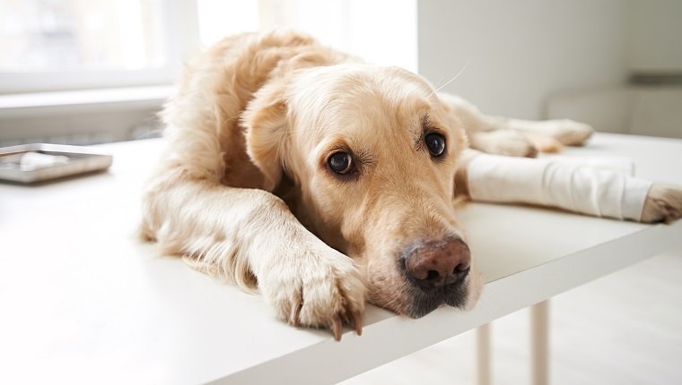 Bone Cancer In Dogs: Symptoms, Causes, &#038; TreatmentsBy Mike Clark