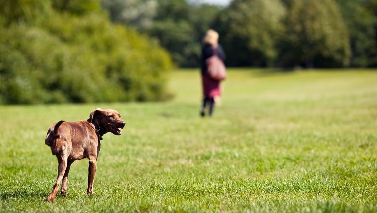 Bone Cancer In Dogs: Symptoms, Causes, &#038; TreatmentsBy Mike Clark