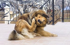 Tick Prevention for Dogs