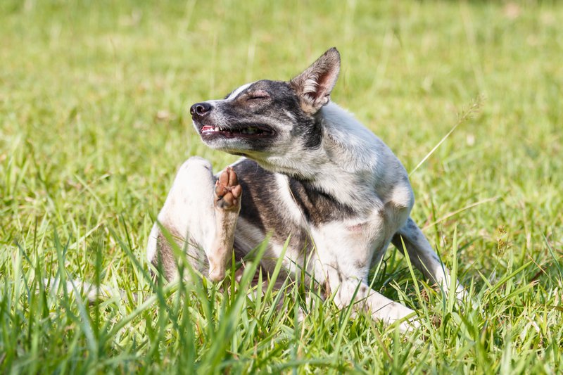 Tick Prevention for Dogs