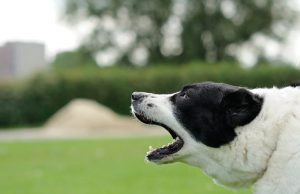 How to stop a dog from barking