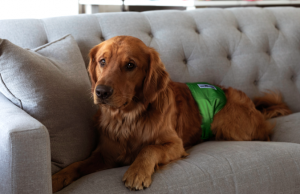 The Pet Parents® Guide to Dog Belly Bands