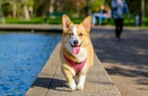 The Pet Parents® Guide to Responsible Dog Breeding