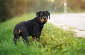 Rottweiler Puppies: Cute Pictures And FactsBy Maggie Clancy