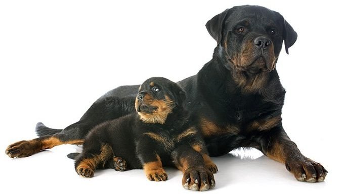 Rottweiler Puppies: Cute Pictures And FactsBy Maggie Clancy