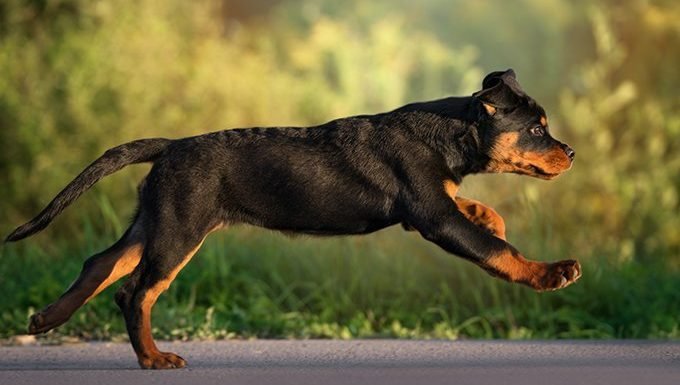 Rottweiler Puppies: Cute Pictures And FactsBy Maggie Clancy