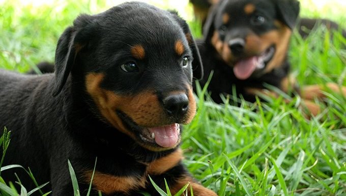 Rottweiler Puppies: Cute Pictures And FactsBy Maggie Clancy