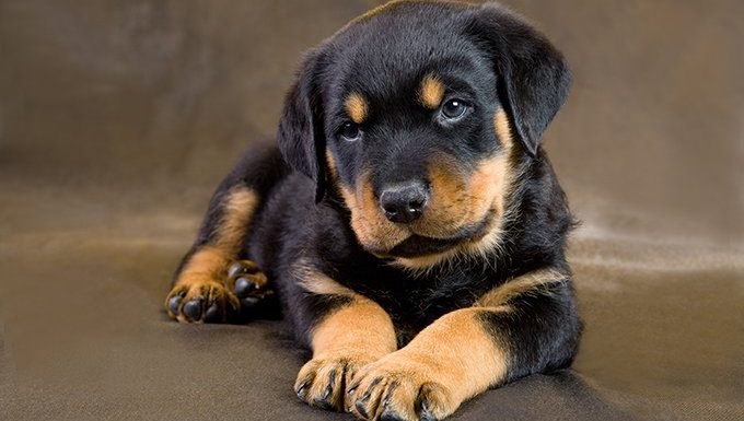 Rottweiler Puppies: Cute Pictures And FactsBy Maggie Clancy