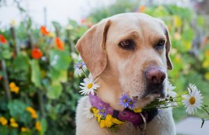 Garden Chemicals And Pets: How To Keep Your Dog SafeBy DogTime