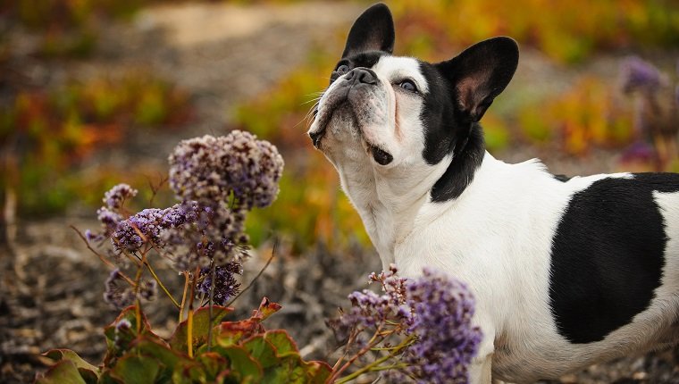 Garden Chemicals And Pets: How To Keep Your Dog SafeBy DogTime