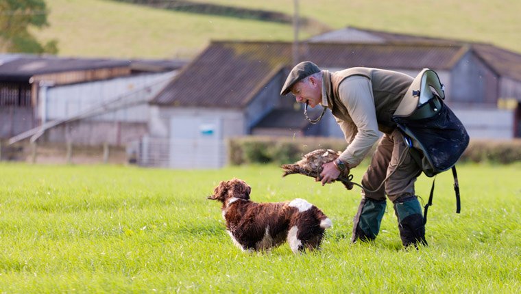 Do Dog Whistles Work? What Are They For?By Beth Meadows