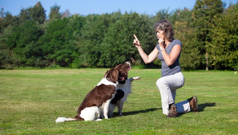 Do Dog Whistles Work? What Are They For?By Beth Meadows