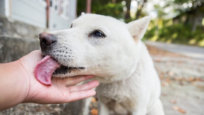 How Can I Get A Dog To Trust Me?By Phillip Mlynar