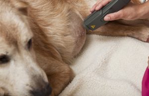 Light Therapy For Dogs Treats Injuries, Arthritis, And MoreBy Gel Galang
