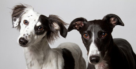 Cropping Out Cruelty: Ear Cropping And Tail Docking Is Useless And CruelBy Nina Stively