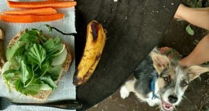 Can Dogs Eat Spinach? Is Spinach Safe For Dogs?By Phillip Mlynar