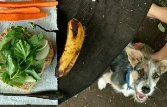 Can Dogs Eat Spinach? Is Spinach Safe For Dogs?By Phillip Mlynar