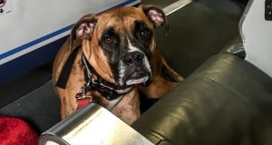 Gold Souls, Gray Faces: 7 Tips For Flying With A Senior DogBy Mike Clark