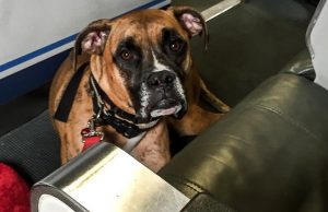 Gold Souls, Gray Faces: 7 Tips For Flying With A Senior DogBy Mike Clark