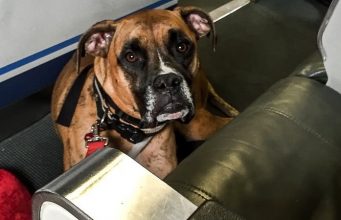 Gold Souls, Gray Faces: 7 Tips For Flying With A Senior DogBy Mike Clark