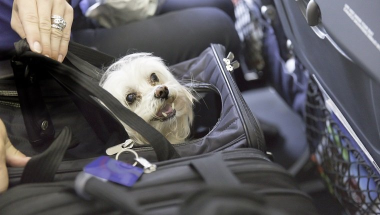 Gold Souls, Gray Faces: 7 Tips For Flying With A Senior DogBy Mike Clark